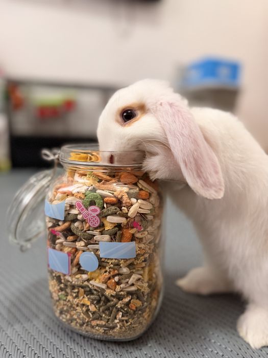 2 Mini lop iepuri femele