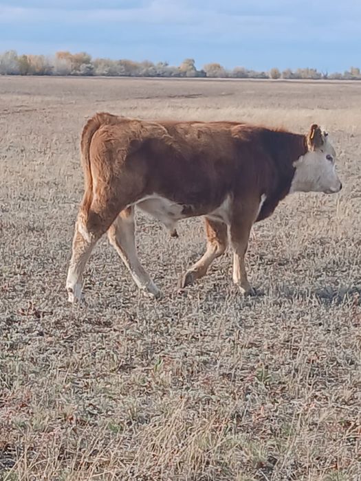 Потсос бызау 12 бас