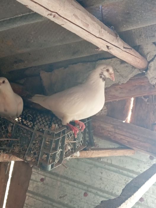 De vânzare porumbei