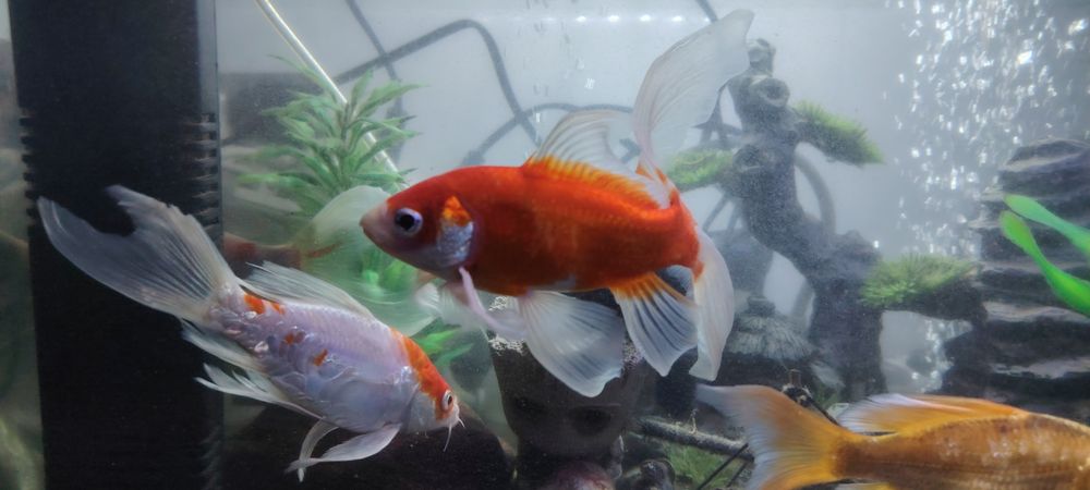 Baliq koya 5 ta soglom 350 min