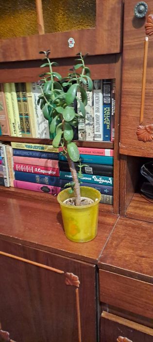 Продаётся денежное дерево и золотой ус.