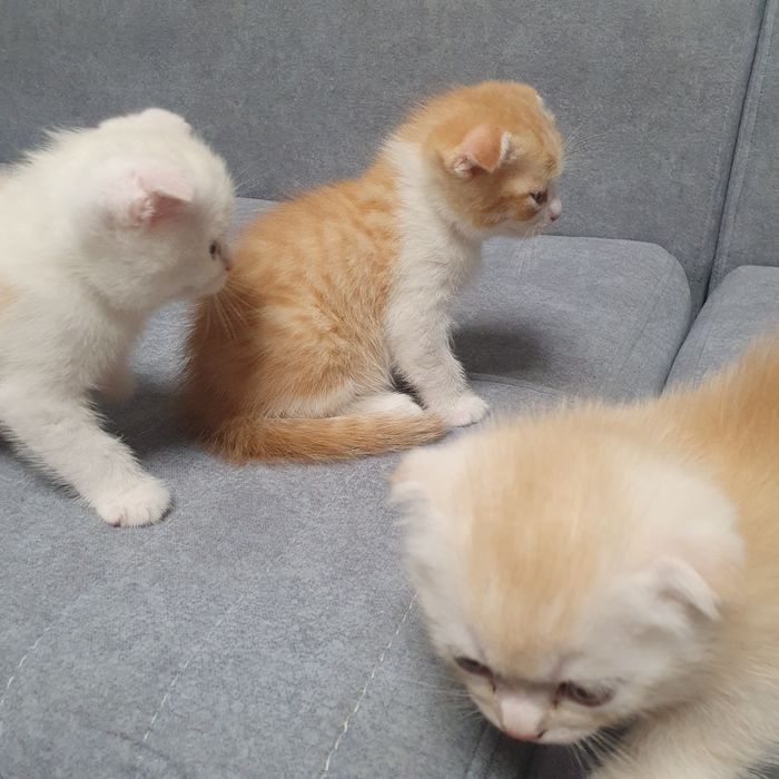 Продам вислоухих котят 2 девушки 1 мальчик