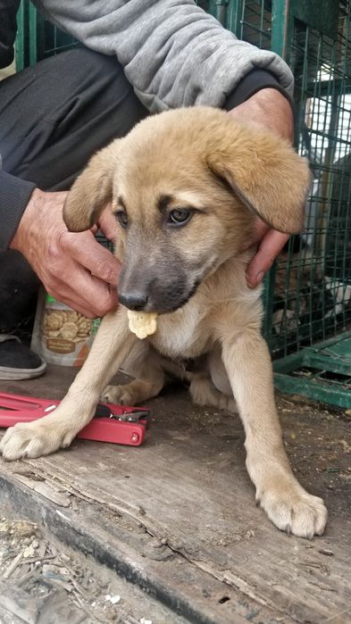 Собака со щенками ищут дом и хозяев