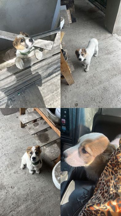 Отдам в хорошие руки Алабай