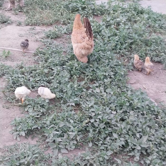 Продам цыплят с курицей