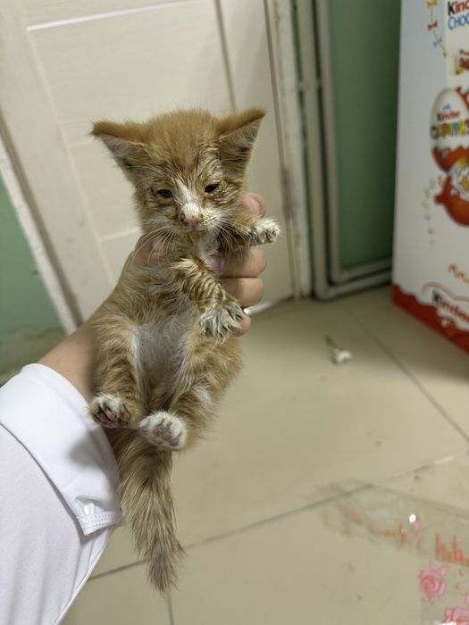 Котенок  уличный