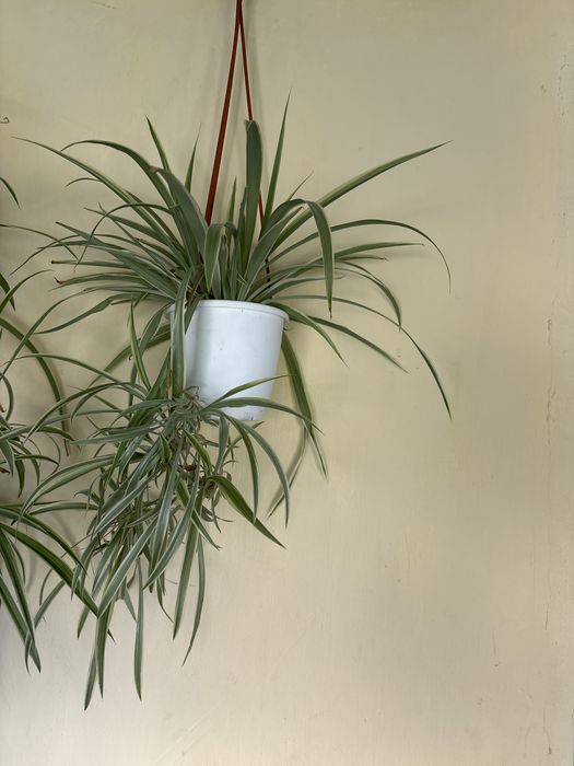 Хлорофитумы и другие цветы