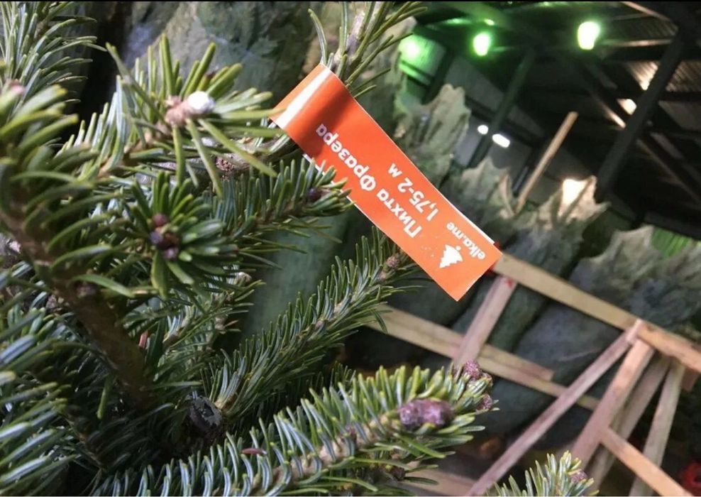 Ель «Нордмана» с доставкой