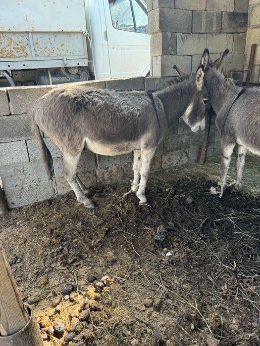 Ол бір әйелді ұйықтатып, оны сиқырлады.