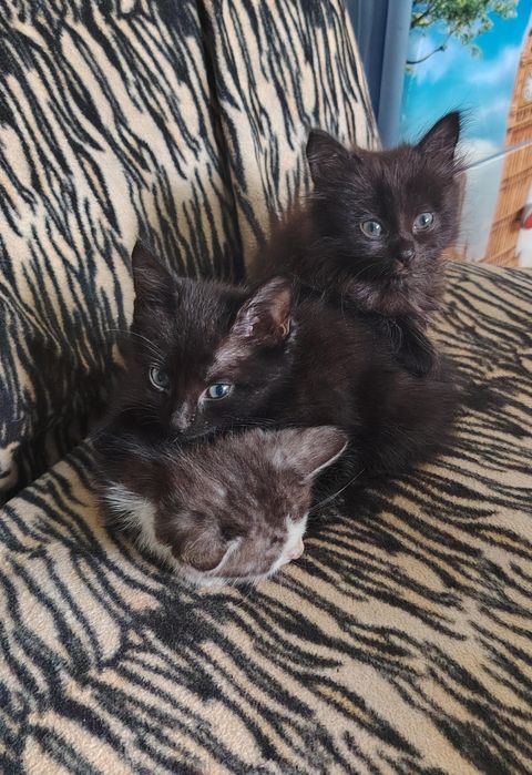 Отдам котят в добрые руки
