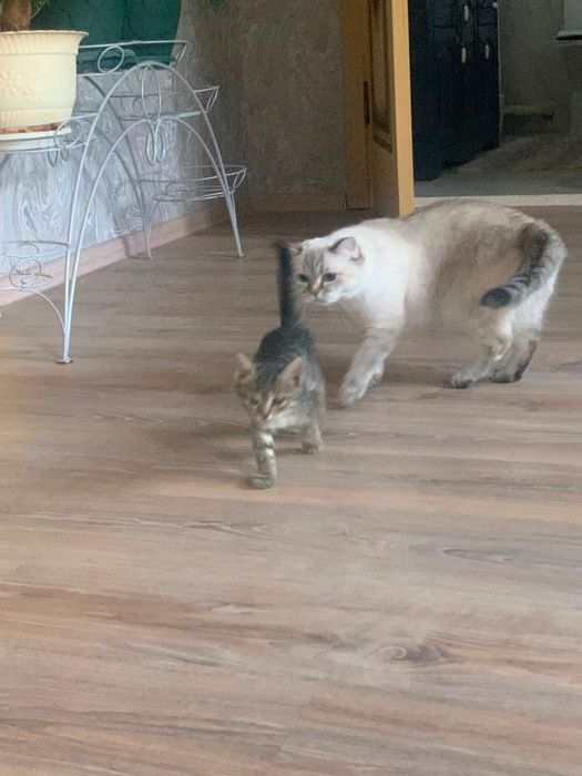 Котенок в добрые руки