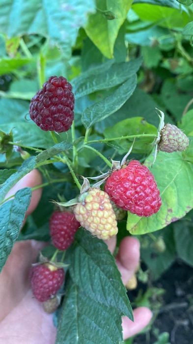 Продам  дом  с.Меновное