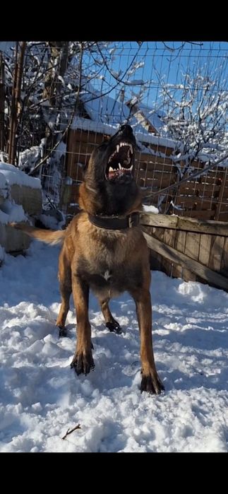 Femela Ciobanesc belgian malinois