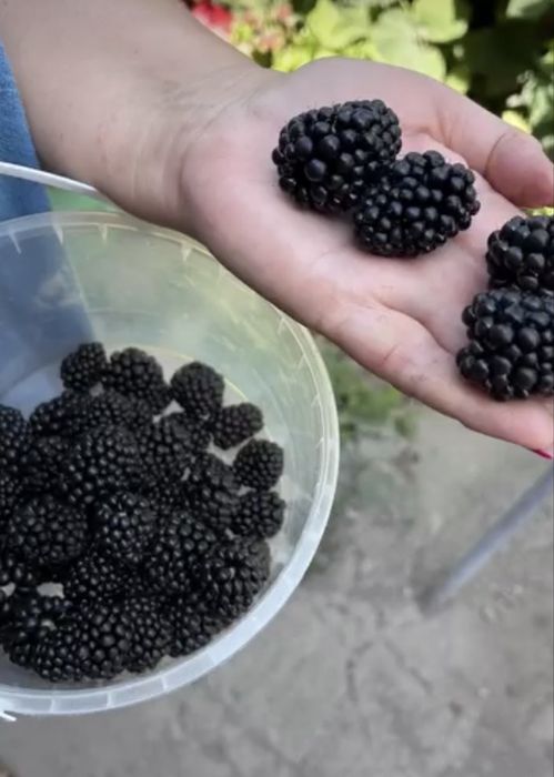 Продам цветы садовые декоративные