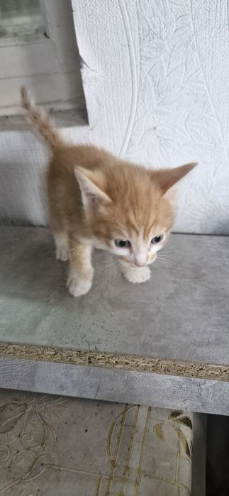 Животные  домашние