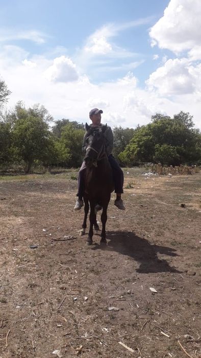 Продаю КРС, лошадь