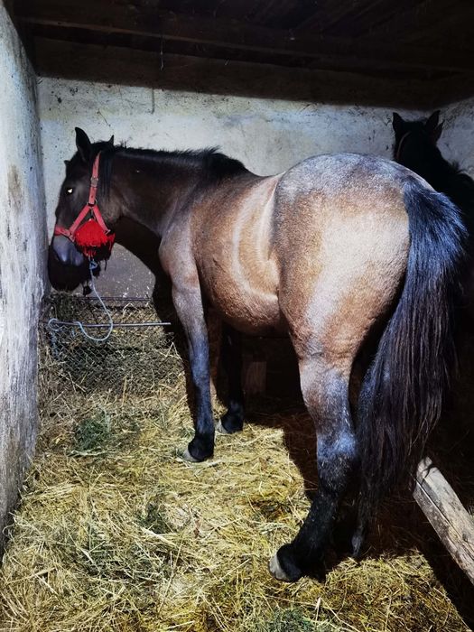 Vând sau schimb manza de un an jumate