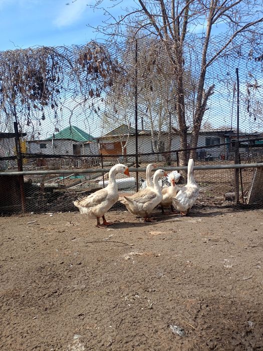 Продам Гусей Линда семья 4+1