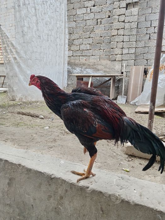 болари бор алокага чкила 7 та