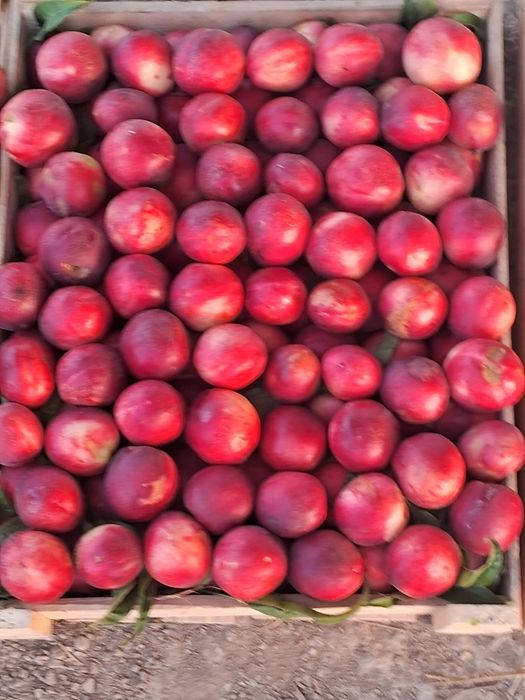 Har xil turdagi ko‘chatlar sotiladi