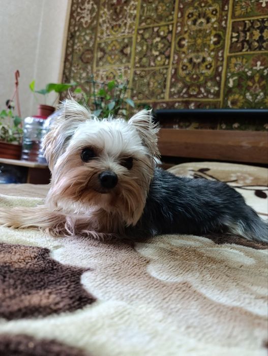 Щенок йоркширского терьера