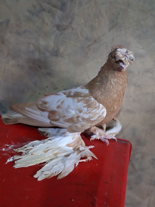 Голуби голуби голуби