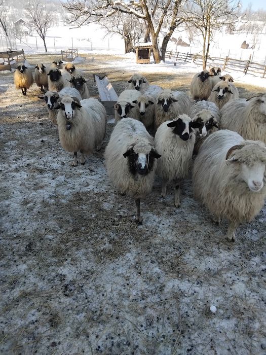 De vanzare oi gestante