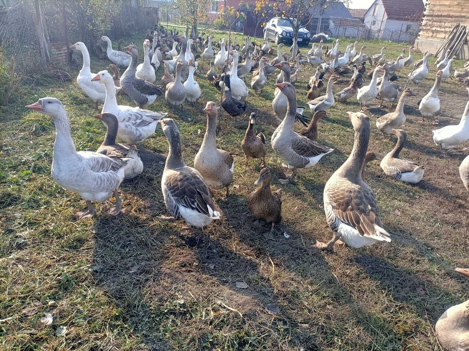 Gaste si Rate Frumoase