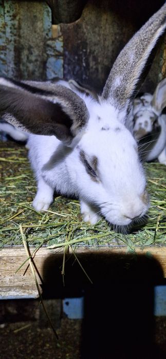 Продам бургунских кроликов!