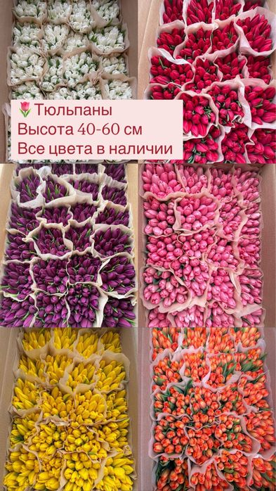 Тюльпаны оптом Алматы качество 100%