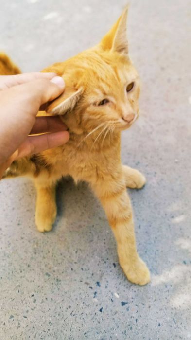 Отдам хорошим людям