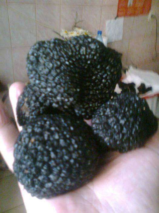 Puieti de alun micorizati