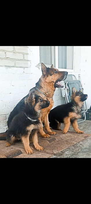 Немецкие овчарки