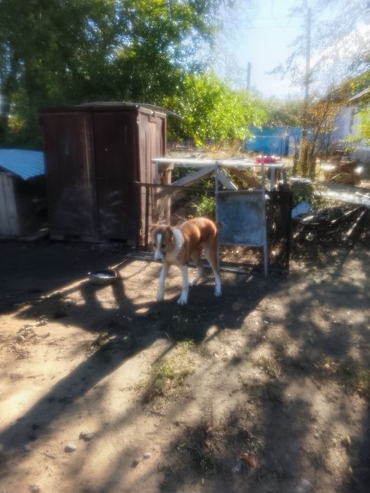 Продам собаку алабай