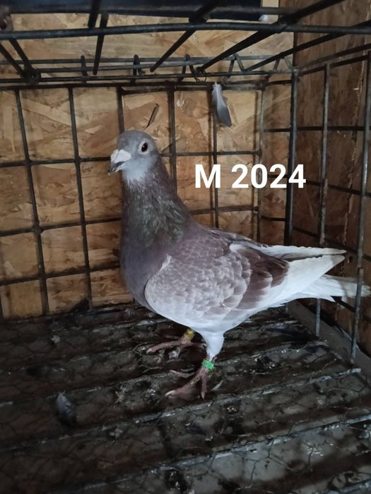 Porumbei voiajori sport