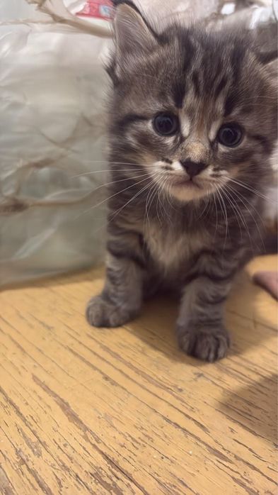 Отдадим котят в хорошие руки