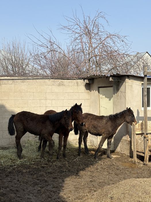 Тай жеребёнок срочно