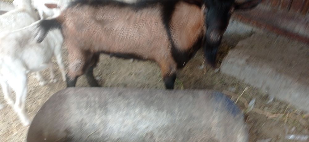 Альпи француз теке