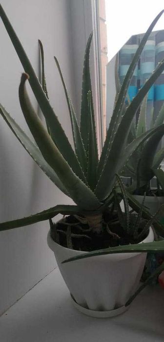 Домашние цветы Алоэ. Доставка