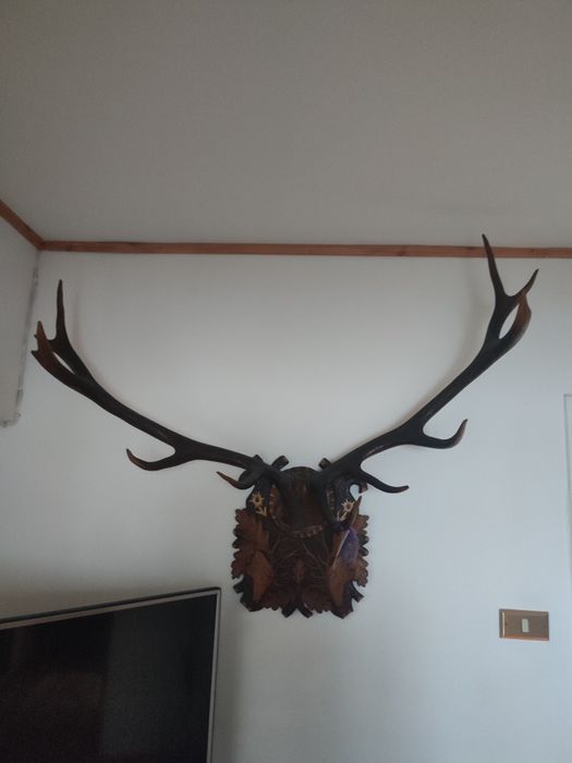 Trofee cerb foarte vechi