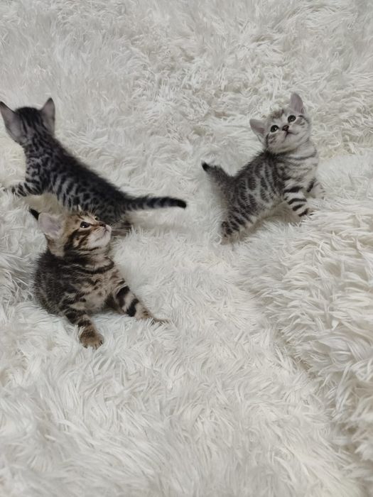 Бенгальские котята