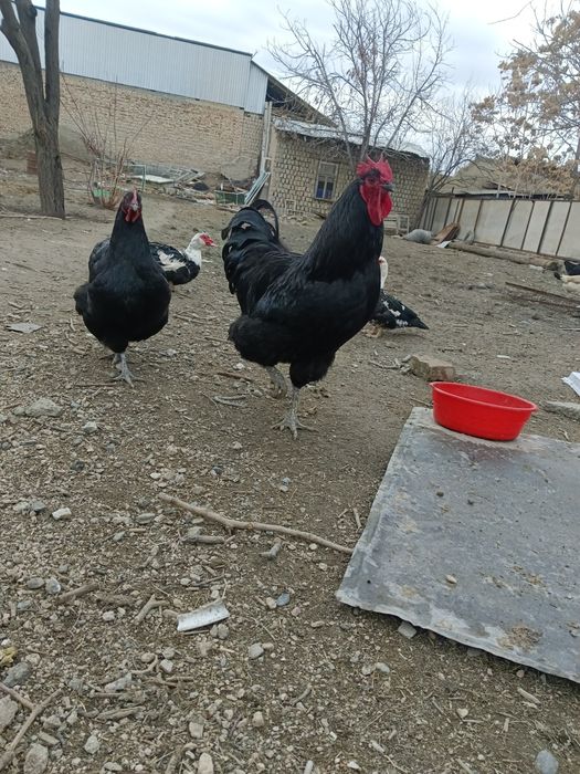 Кора Шахзода хурози сотилади!