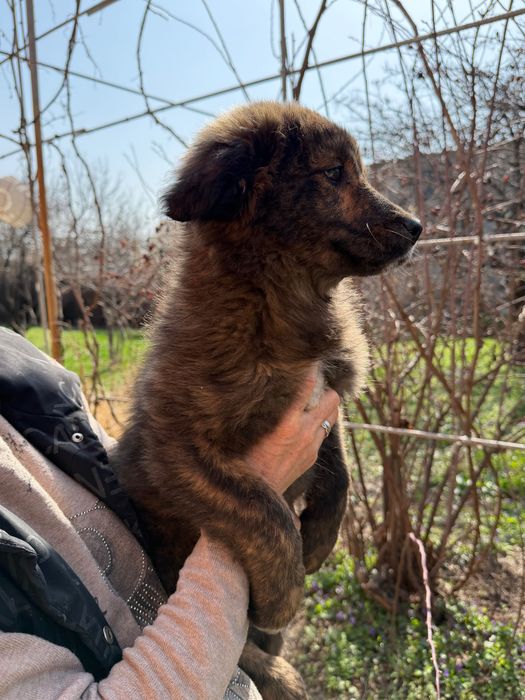 Щенки в добрые руки