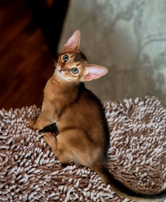 Абиссинские котята