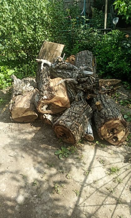 Отдам дрова даром.
