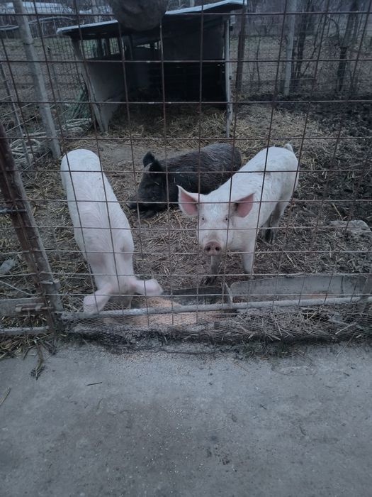 Oii carabase animale de vanzare