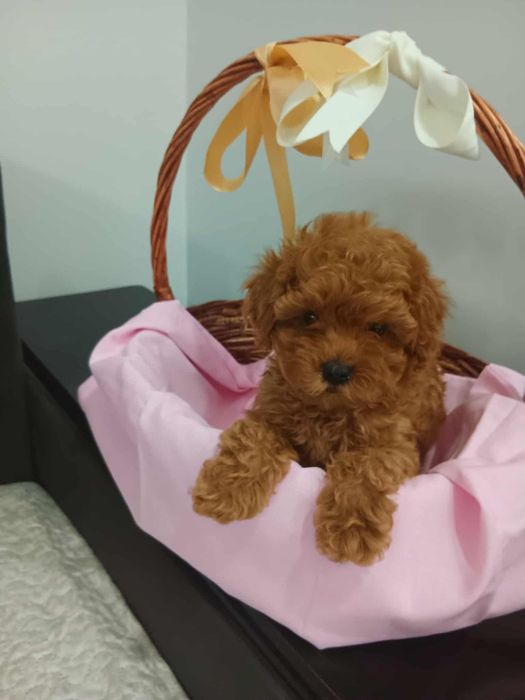 Пудел чистокръвен.