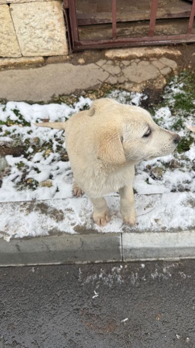 Подарявам кученце на 2 месеца