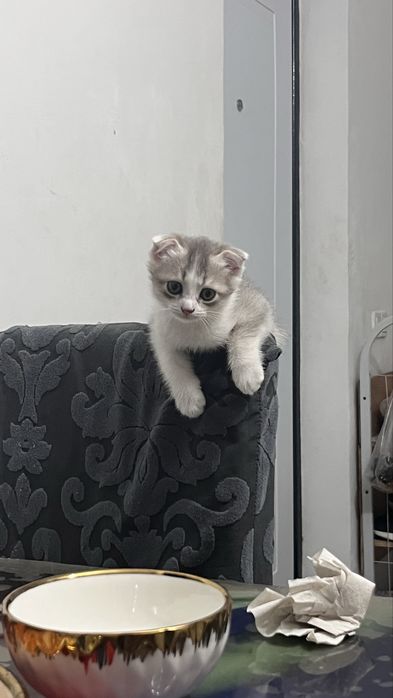 Вислоухая кошечка сатылады