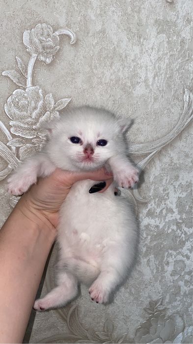 Котятки сладкие